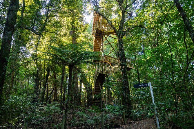 Sanctuary Mountain Ancient Forest Walk & Hamilton Gardens Tour - The Experience from Tour Reviews