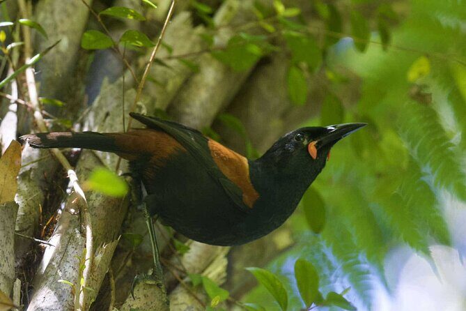 Sanctuary Mountain Ancient Forest Walk & Hamilton Gardens Tour - The Sum Up