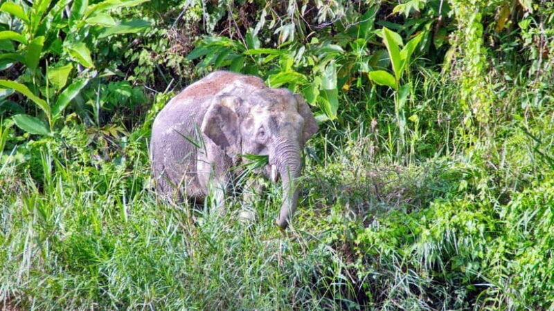sandakan-2-days-1-night-bilit-kinabatangan-river-wildlife