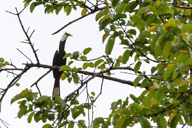 Sandakan: 2D1N Sukau Rainforest Wildlife Journey and Cruises - The Wildlife and Scenery: What You’re Likely to See (And What You Might Miss)