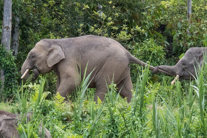 Sandakan: 2D1N Sukau Rainforest Wildlife Journey and Cruises - What Our Review Says