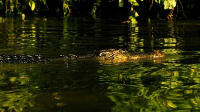 sandakan-3-day-kinabatangan-river-wildlife-adventure