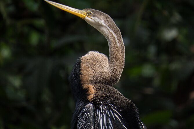Sandakan 3 Day Sukau Rainforest Wildlife Journey and Cruises - Final Thoughts