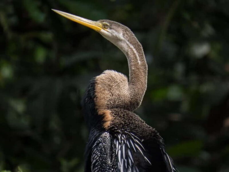 Sandakan: 3D2N The Wild Heart of Borneo River Secrets - FAQ