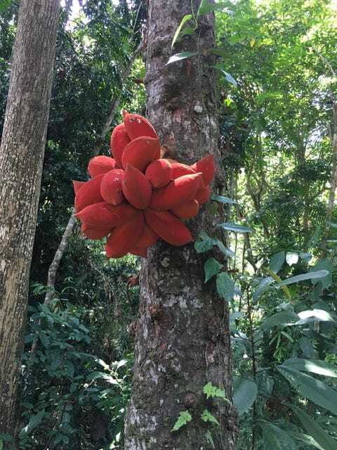 sandakan-full-day-highlights-tour