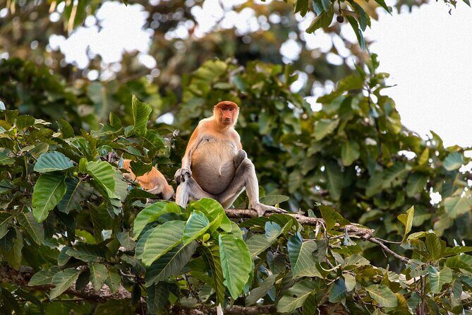 Sandakan: Gomantong Cave Echoes and Kinabatangan Cruise - What Can You Expect? The Experience and Its Value