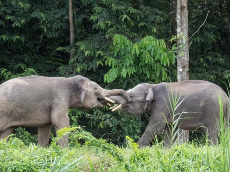 Sandakan: Gomantong Cave Echoes & Kinabatangan River Safari - Who Should Consider This Tour?