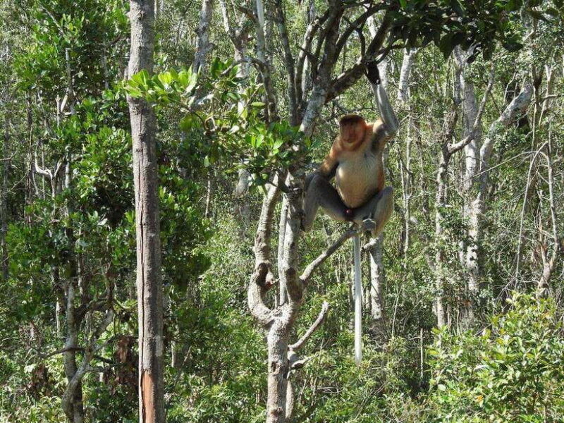 sandakan-kinabatangan-river-wildlife-cruise-with-lunch