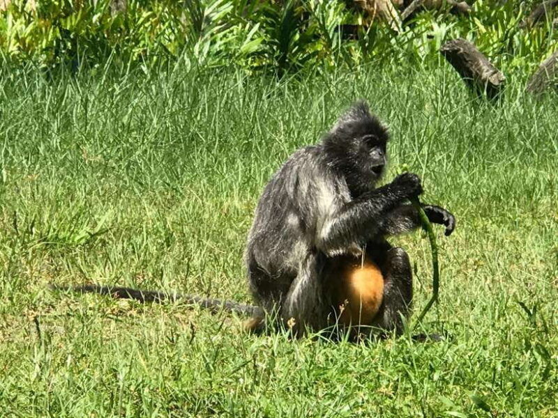 sandakan-orangutan-sanctuary-shared-day-trip-tour