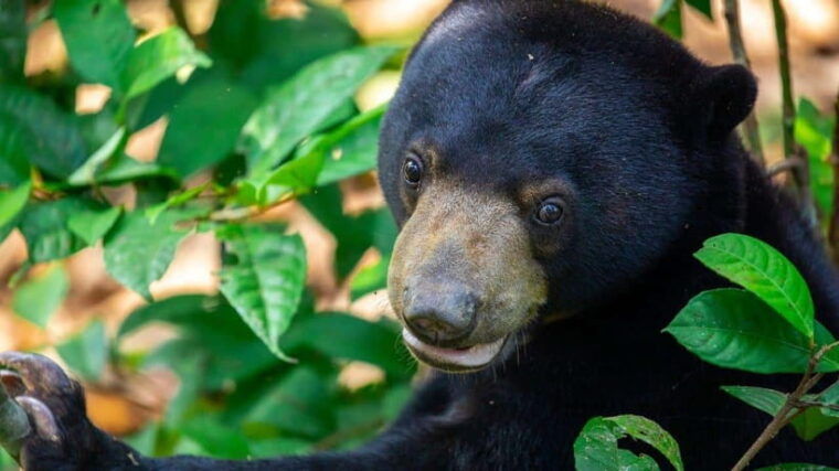 sandakan-orangutan-sun-bear-fireflies-and-mangrove-cruise