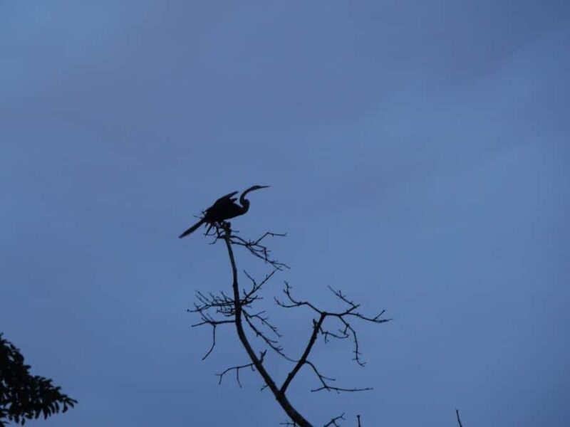 Sandakan: Private City Tour, Rainforest, Jungle Walk, Birds - The Sum Up