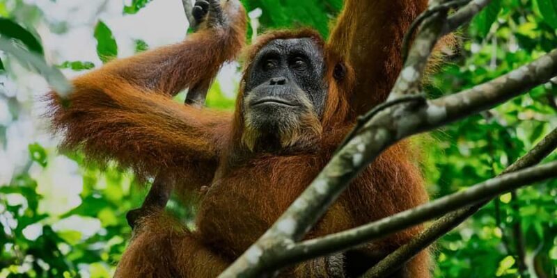 Sandakan : Sepilok, Sun Bear & Labuk Bay Tour with Lunch - Sandakan: Sepilok, Sun Bear & Labuk Bay Tour with Lunch – A Detailed Review