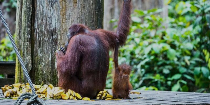 Sandakan : Sepilok, Sun Bear & Labuk Bay Tour with Lunch - Detailed Breakdown of the Experience