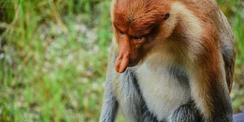 Sandakan : Sepilok, Sun Bear & Labuk Bay Tour with Lunch - Who Will Love This Tour?