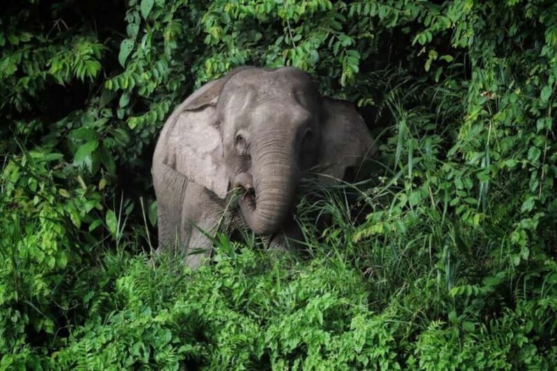 Sandakan: Wild Cruise Ticket in Sunrise, Sunset or Night - FAQs