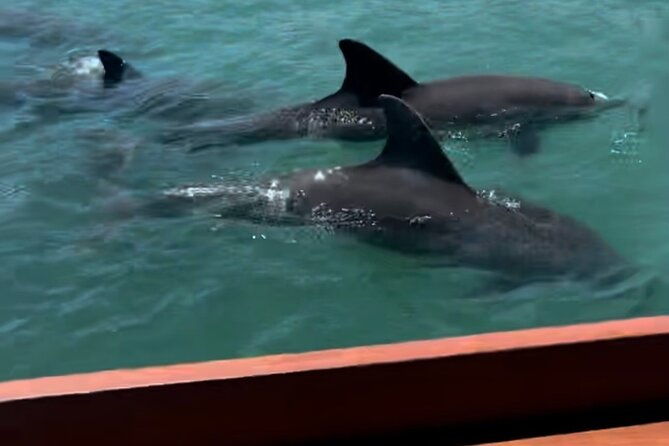 sandbar-island-hopping-with-dolphins-in-madeira-beach