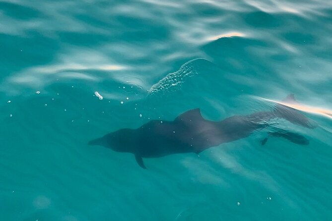 sandestin-sunset-eco-dolphin-cruise