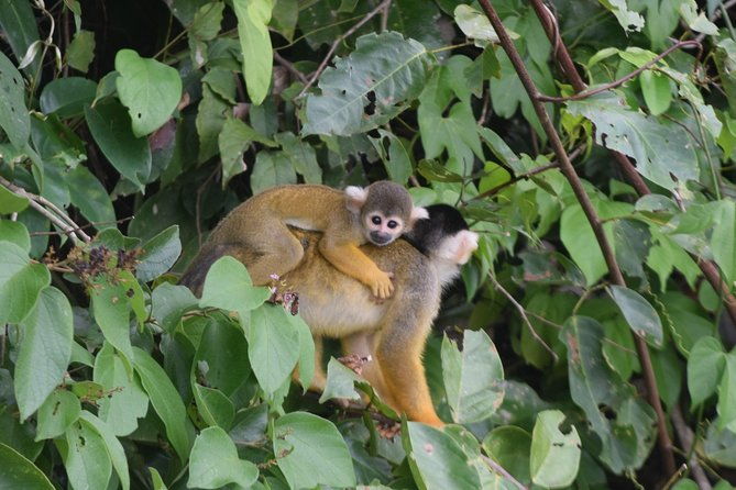 sandoval-lake-and-tambopata-national-reserve