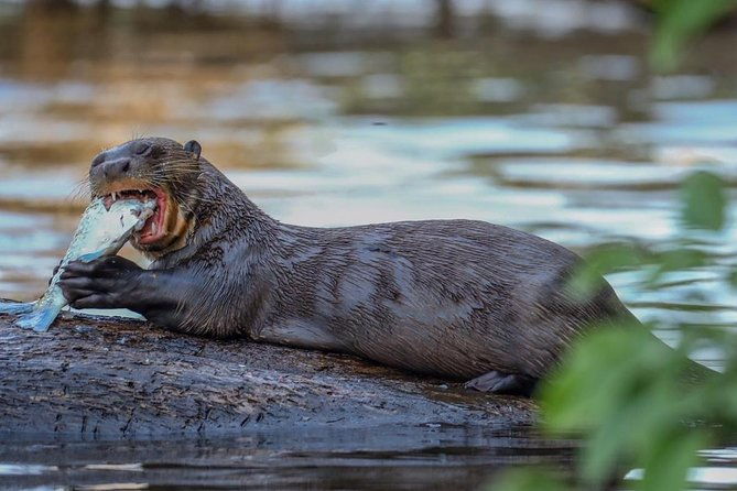 sandoval-lake-and-tambopata-national-reserve