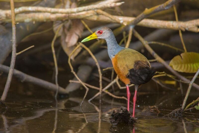 sandoval-lake-parrot-clay-lick-3-days-2-nights