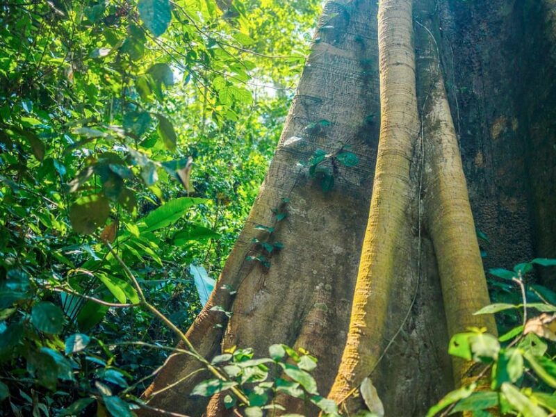 sandovals-secrets-2-days-in-the-tambopata-jungle