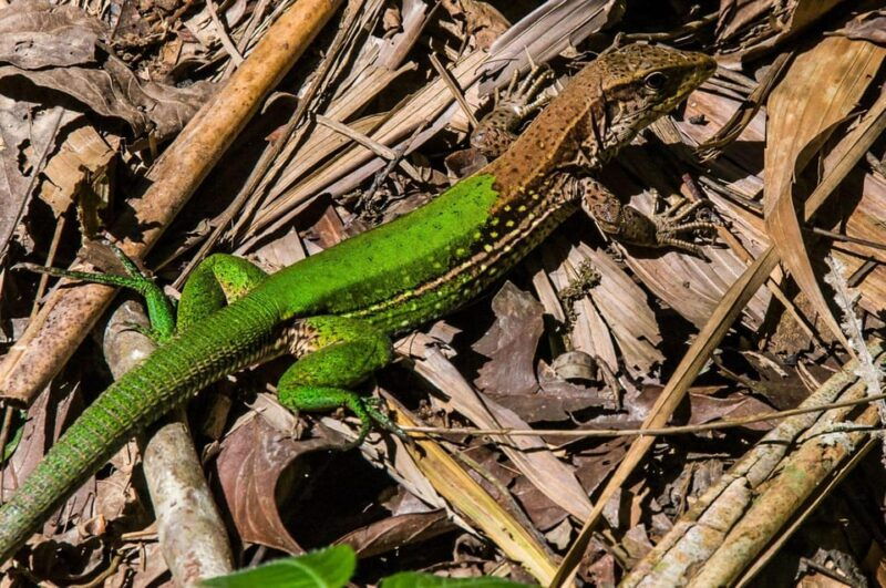 sandovals-secrets-2-days-in-the-tambopata-jungle