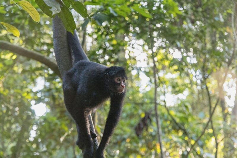sandovals-secrets-2-days-in-the-tambopata-jungle