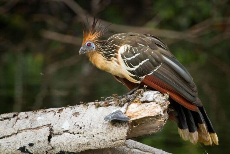 sandovals-secrets-2-days-in-the-tambopata-jungle