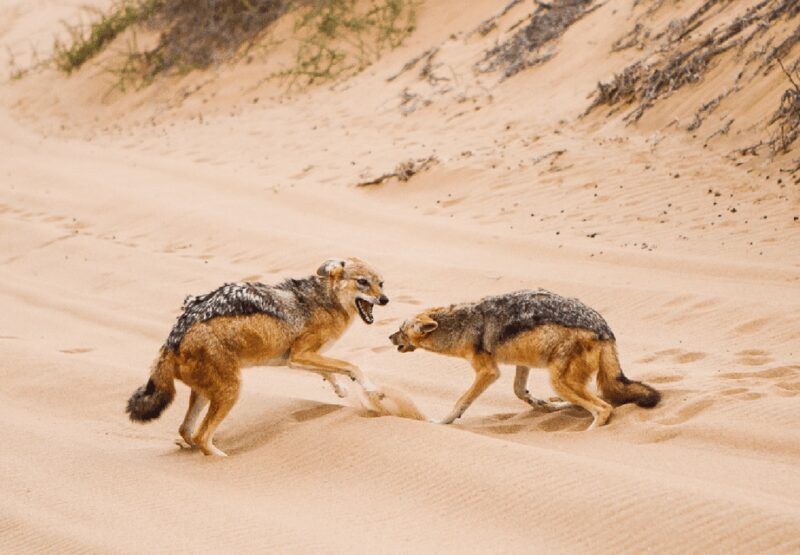Sandwich Harbour 4x4 Guided Tour - Practical Tips for Travelers