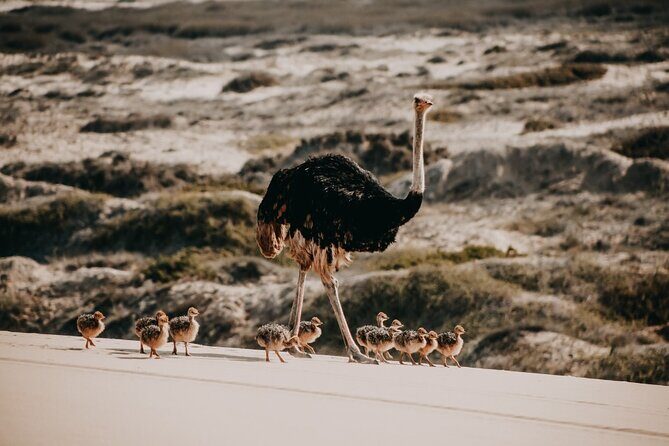 Sandwich Harbour 4x4 Guided Tour - Unforgettable Adventure - Key Points