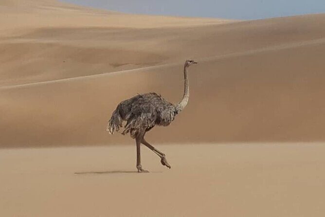 Sandwich Harbour 4x4 Private Guided Tour - Your very own private tour! - The Value of This Tour