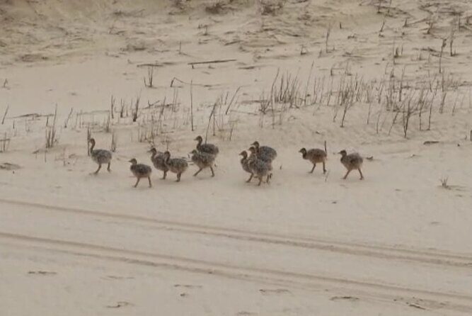 Sandwich Harbour 4x4 Private Guided Tour - Your very own private tour! - FAQ