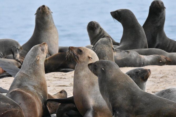 Sandwich Harbour Adventure: Seals and Sandwich harbour dune drive - Who Should Take This Tour?