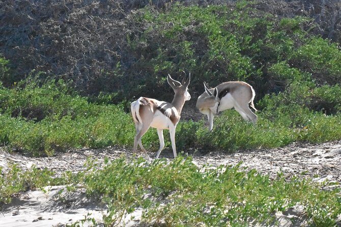 Sandwich harbour and Welwitschia Tour - What Travelers Say