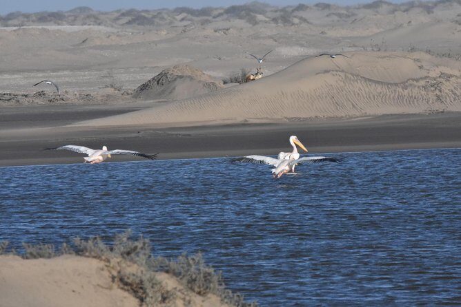 Sandwich harbour and Welwitschia Tour - FAQs