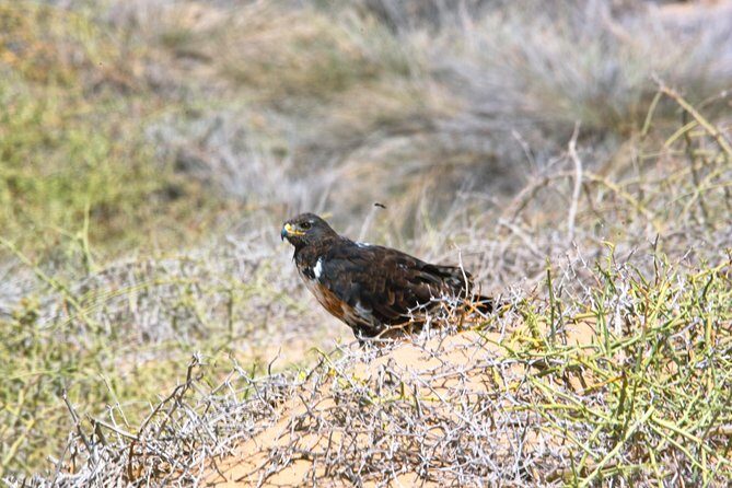 Sandwich Harbour Half-Day 4x4 Tour (5 hours) from Walvis Bay - Practical Tips for Making the Most of Your Tour