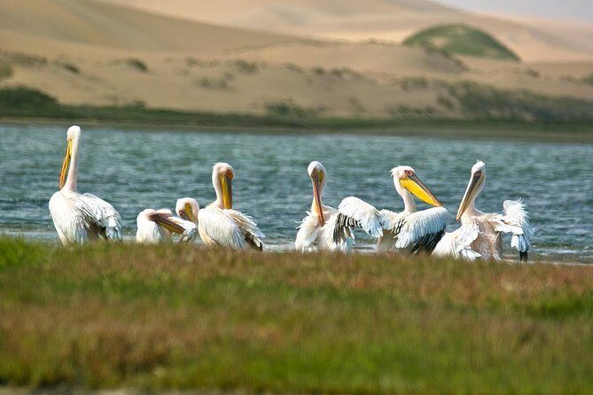 Sandwich Harbour Half-Day 4x4 Tour (5 hours) from Walvis Bay - Who Should Consider This Tour?