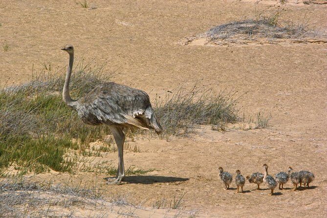 Sandwich Harbour Half-Day 4x4 Tour (5 hours) from Walvis Bay - Frequently Asked Questions