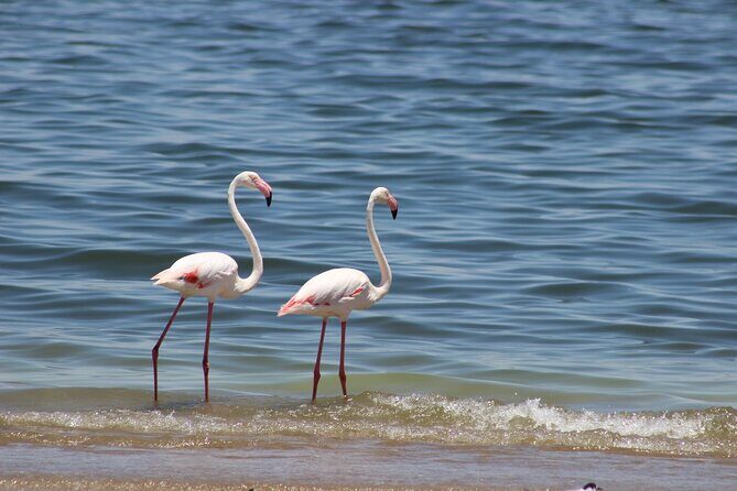 Sandwich Harbour Half Day Scenic Excursion - Sandwich Harbour Half Day Scenic Excursion: A Truly Memorable Namibia Experience