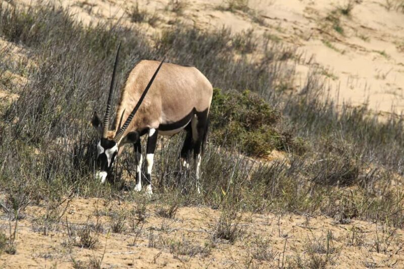 Sandwich Harbour: Namibias Ultimate Desert Meets Ocean Tour - What to Expect on the Sandwich Harbour Tour