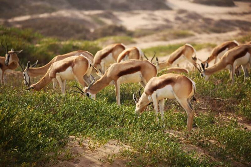 Sandwich Harbour: Namibias Ultimate Desert Meets Ocean Tour - The Experience: An In-Depth Look
