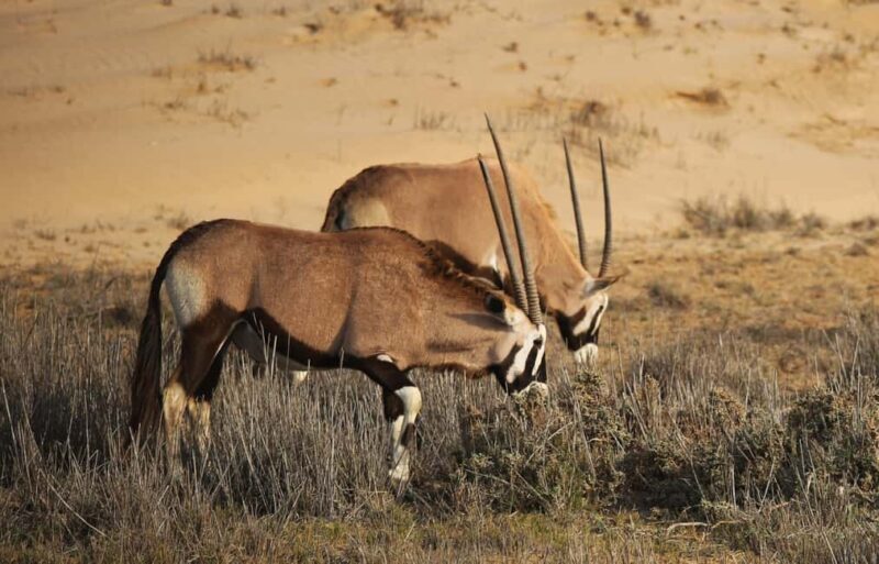 Sandwich Harbour: Namibias Ultimate Desert Meets Ocean Tour - The Sum Up