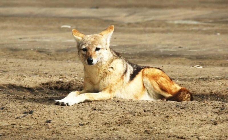 Sandwich Harbour: Namibias Ultimate Desert Meets Ocean Tour - FAQ