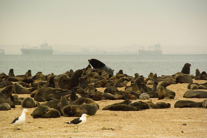 Sandwich Harbour & Pelican Point Full Day Tour - What the Tour Covers and Why It Matters