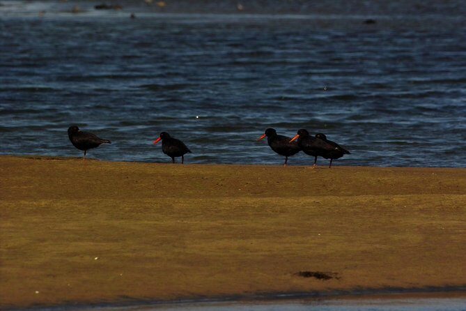 Sandwich Harbour & Pelican Point Full Day Tour - The Sum Up: Is This Tour for You?