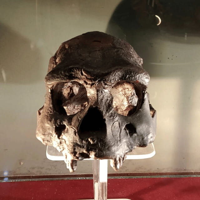 sangiran-museum-unesco-homeland-of-java-man
