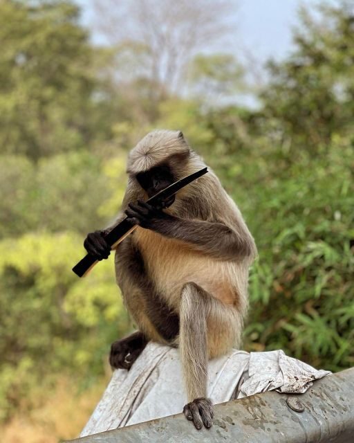 Sanjay Gandhi National Park + Kenheri Caves + Lion Safari - An In-Depth Look at the Tour