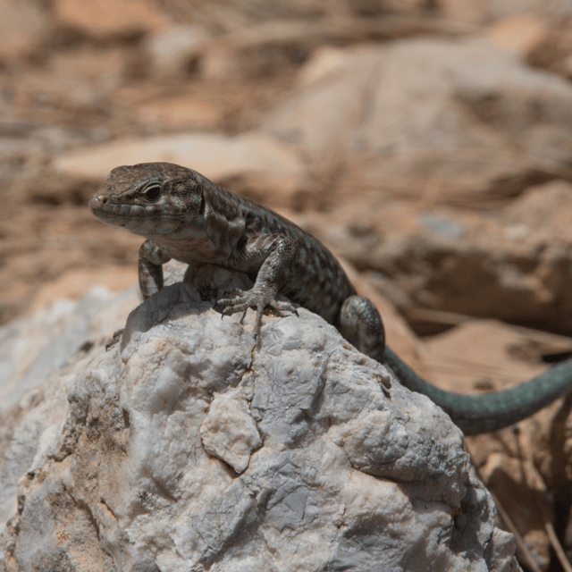 sant-elm-visit-dragonera-island