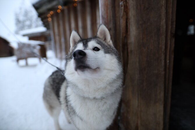 santa-claus-village-husky-and-reindeers-combo-safari
