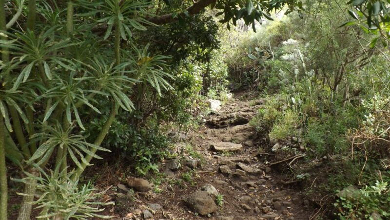 santa-cruz-de-tenerife-2-hour-hiking-tour-in-anaga-forest